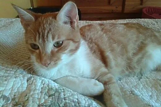 Rudszy - młody, piękny, rudy kot do adopcji!,  maz