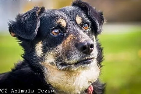 OTOZ Animals - Szagi - uroczy kundelek o szczerym 