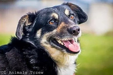 OTOZ Animals - Szagi - uroczy kundelek o szczerym 
