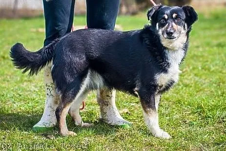 OTOZ Animals - Szagi - uroczy kundelek o szczerym 