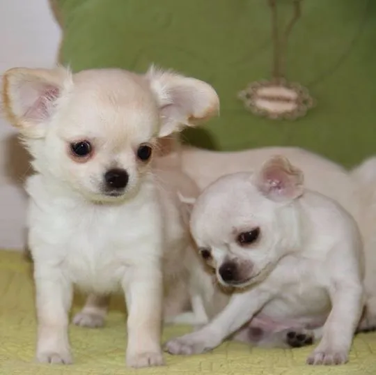 Urocze szczenięta chihuahua gotowe na nowy dom.................