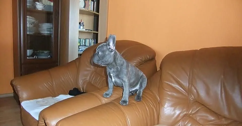 Sprzedam pieska 3-miesiecznego rasy buldog francus