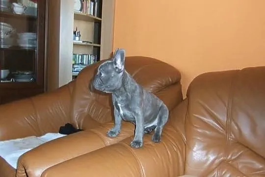 Sprzedam pieska 3-miesiecznego rasy buldog francus