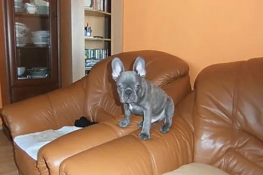 Sprzedam pieska 3-miesiecznego rasy buldog francus