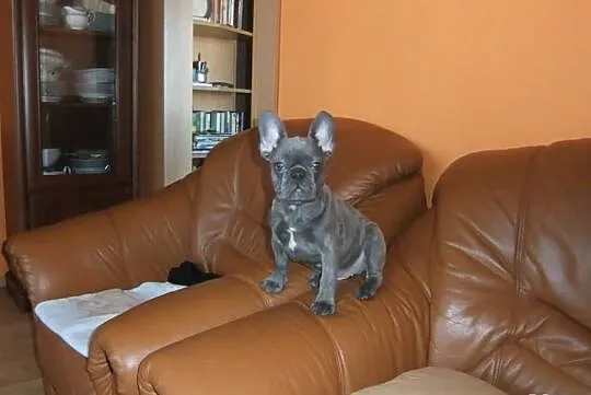 Sprzedam pieska 3-miesiecznego rasy buldog francus