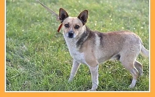 7kg,mały,przyjazny piesek SPRAJT do adopcji, doln