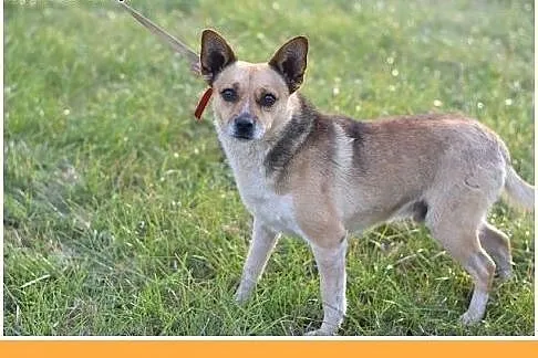 7kg,mały,przyjazny piesek SPRAJT do adopcji,  doln