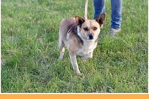 7kg,mały,przyjazny piesek SPRAJT do adopcji,  doln