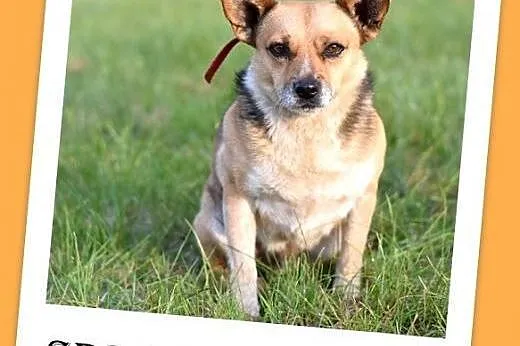 7kg,mały,przyjazny piesek SPRAJT do adopcji,  doln