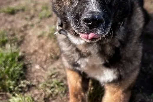 APSIK vel APE poleca się do adopcji,  śląskie Kato