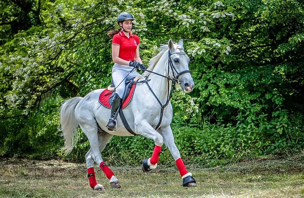 Sprzedam ślicznego wałacha Lipicańskiego, Śląskie, Racibórz