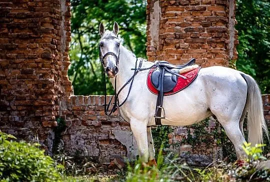 Sprzedam ślicznego wałacha Lipicańskiego, Śląskie, Racibórz