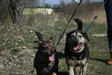 Jadzia i Kapeć ocalone! - SZUKAMY DOMU!
