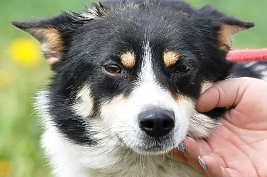 Jerry niewielki, spokojny, łagodny psiak ADOPCJA, 