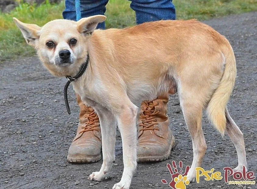 KRYSZTAŁEK-piękny, maleńki, spokojny psiak szuka troskliwego domu, adopcja, Małopolskie, Kraków