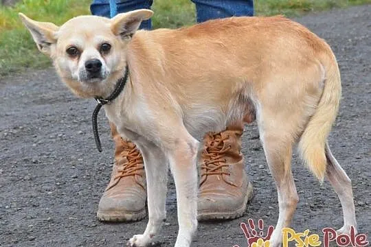 KRYSZTAŁEK-piękny, maleńki, spokojny psiak szuka troskliwego domu, adopcja, Małopolskie, Kraków