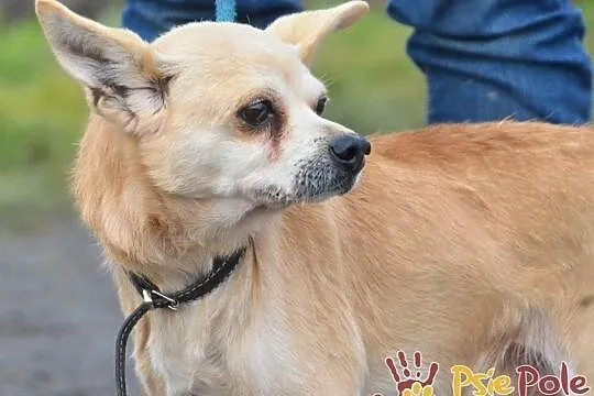 KRYSZTAŁEK-piękny, maleńki, spokojny psiak szuka troskliwego domu, adopcja, Małopolskie, Kraków