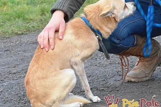 KRYSZTAŁEK-piękny, maleńki, spokojny psiak szuka troskliwego domu, adopcja, Małopolskie, Kraków