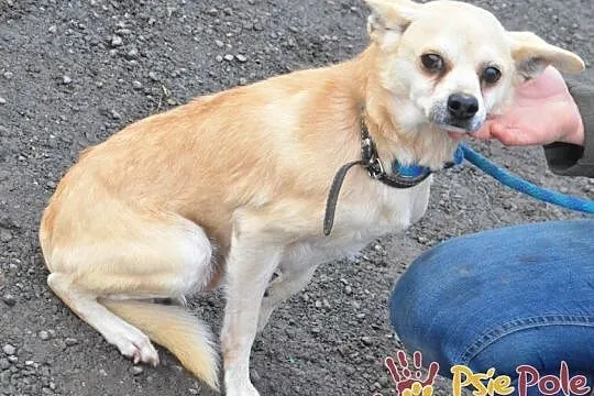 KRYSZTAŁEK-piękny, maleńki, spokojny psiak szuka troskliwego domu, adopcja, Małopolskie, Kraków