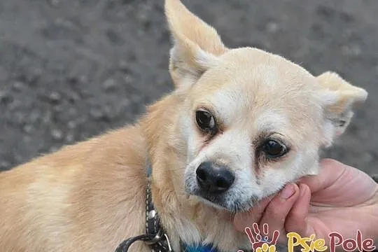 KRYSZTAŁEK-piękny, maleńki, spokojny psiak szuka troskliwego domu, adopcja, Małopolskie, Kraków