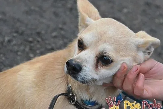 KRYSZTAŁEK-piękny, maleńki, spokojny psiak szuka troskliwego domu, adopcja, Małopolskie, Kraków