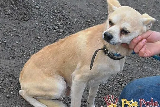 KRYSZTAŁEK-piękny, maleńki, spokojny psiak szuka troskliwego domu, adopcja, Małopolskie, Kraków