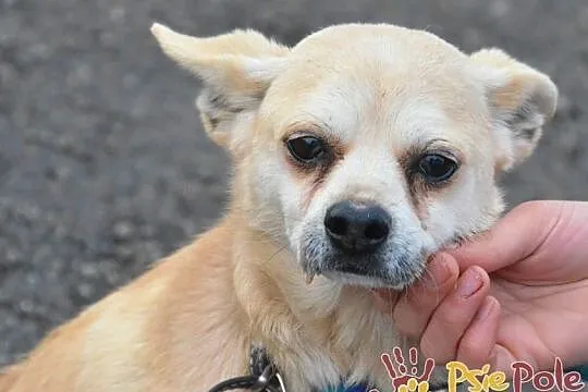 KRYSZTAŁEK-piękny, maleńki, spokojny psiak szuka troskliwego domu, adopcja, Małopolskie, Kraków