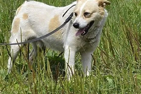 śliczny Budyń wypatruje człowieka zza schroniskowy