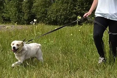 śliczny Budyń wypatruje człowieka zza schroniskowy