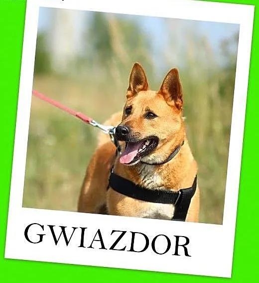 Średni,przyjazny,wesoły,aktywny pies GWIAZDOR,szcz
