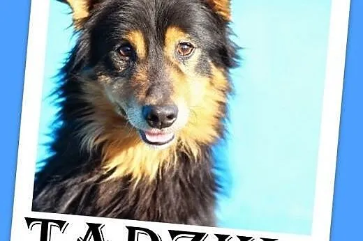 7 kg,długowłosy,przyjazny,młody piesek TADZIK.Adopcja,  mazowieckie Warszawa