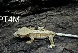 Gekon Orzesiony male Tricolor
