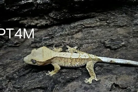 Gekon Orzesiony male Tricolor