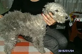 Bedlington Terrier, Gniezno