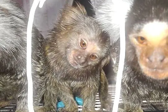 Małpeczka szuka nowego domku