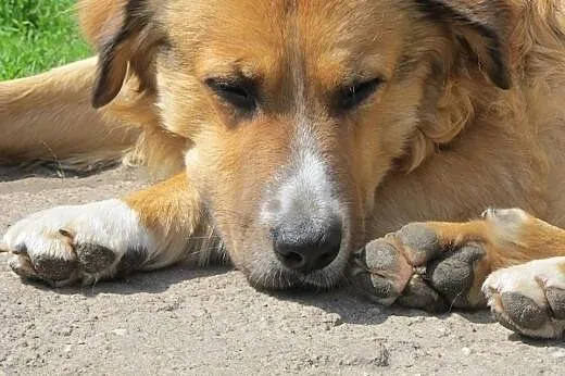 Jego życie to ulica i ciągła ucieczka przed schron
