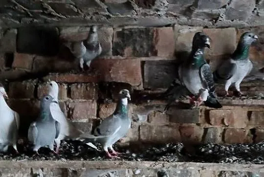 Gołębie pocztowe sprzedam, Lubelskie, Tokarówka