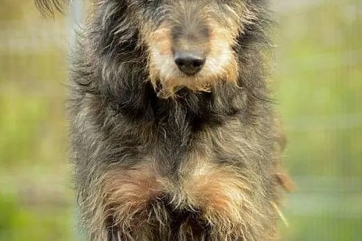 Spokojna, opanowana Pola, bezkonfliktowa suczka do