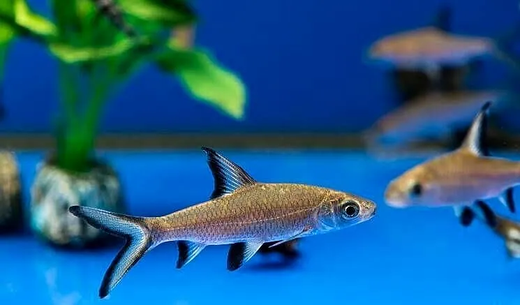 Brzanka rekinia - Belantiocheilos melanopterus - WYSYŁKA, Pomorskie, Gdańsk