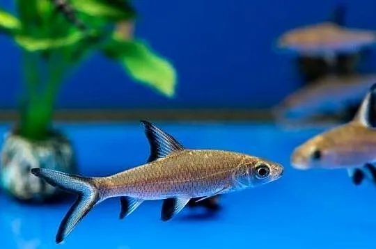 Brzanka rekinia - Belantiocheilos melanopterus - WYSYŁKA