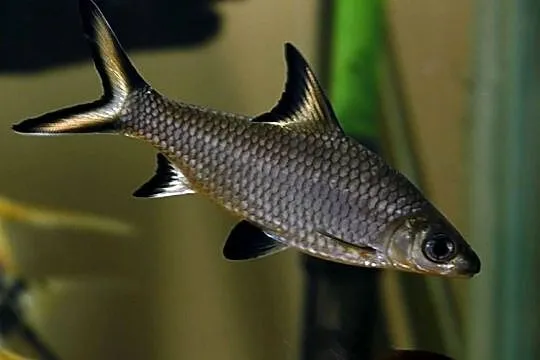 Brzanka rekinia - Belantiocheilos melanopterus - WYSYŁKA, Pomorskie, Gdańsk