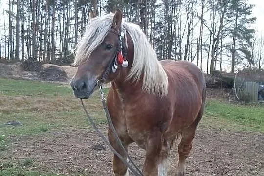 Ogier zimnokrwisty BEZ