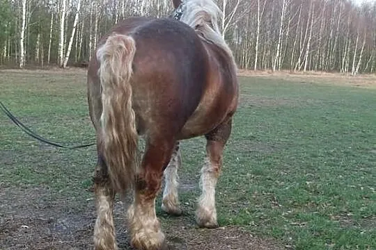 Ogier zimnokrwisty BEZ