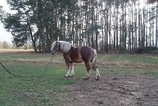 Ogier zimnokrwisty BEZ