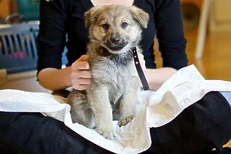 Kizia - oooo, mały słodziak :),  mazowieckie Warsz
