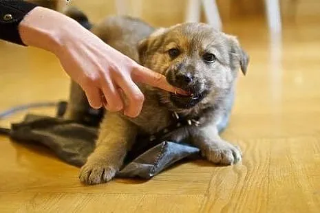 Kizia - oooo, mały słodziak :),  mazowieckie Warsz
