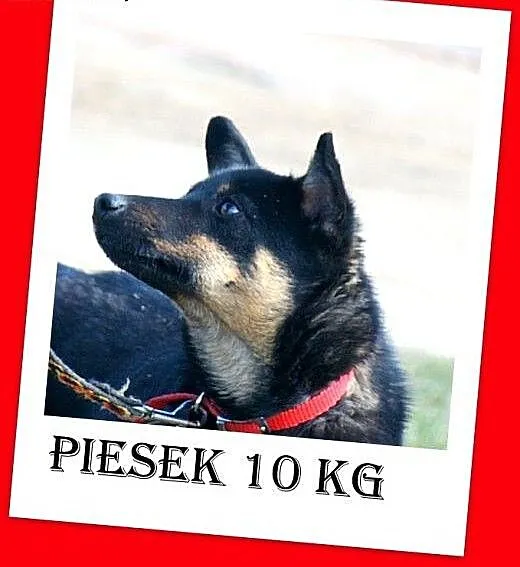 10kg,mały,łagodny,tulaśny,przyjazny,towarzyski pie