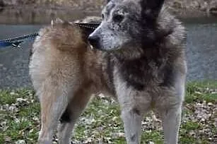 Shaky starszy pies alaskan malamute szuka domu na 
