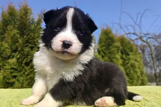 BORDER COLLIE, klasyk z dokumentami