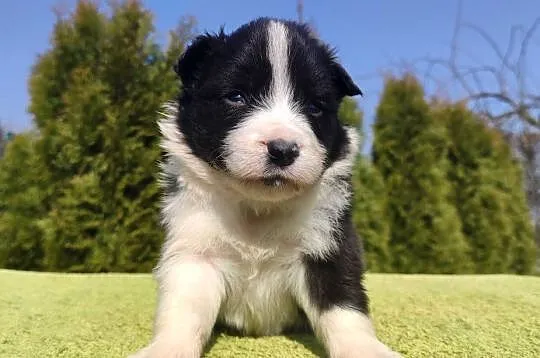 BORDER COLLIE, klasyk z dokumentami, Podkarpackie, Iwonicz